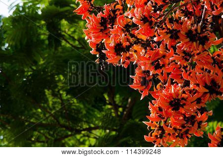Bastard Teak Flower