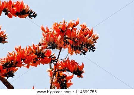 Bastard Teak Flower