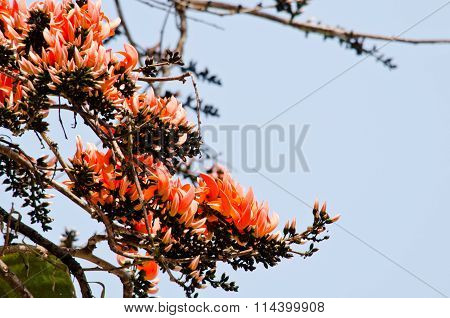 Bastard Teak Flower