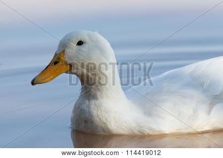 Swimmming White Domesticated Duck In Nature.