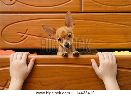 The Dog Who Hid In The Chest.