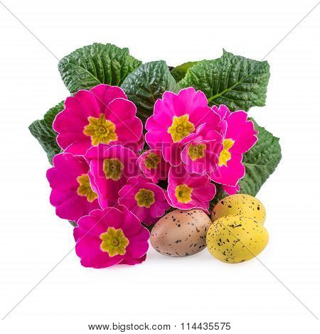 Easter Decoration Pink Flowers Primrose