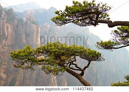 Pine trees and Huangshan mountains, China