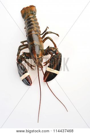 single raw lobster isolated on white background
