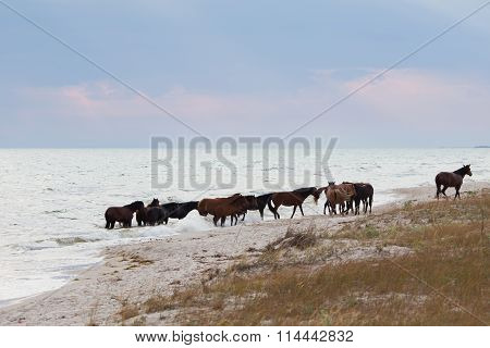 Herd Of Horses
