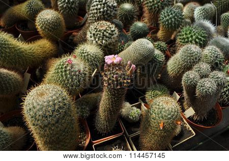 a lot of different cacti