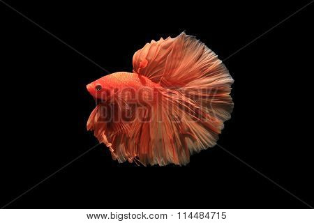 Orange Siamese Fighting Fish Isolated On Black Background