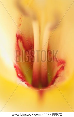 Glad Flower Fragment