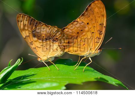 Beautiful Butterfly - Phalanta Phalantha Mating, Around Morning