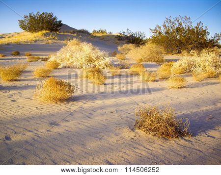Tumbleweeds Of Mojave Desert