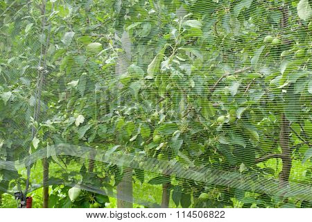Smart net system- Apple tree netting. Closeup