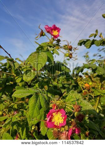 Wild rose