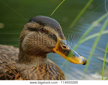 Mallard duck