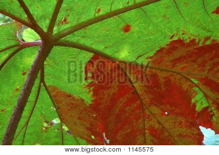 Gunnera Insignis