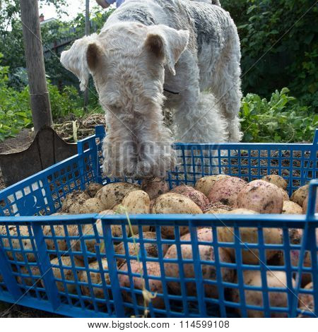 Box With Potatoes And A Fox Terrier