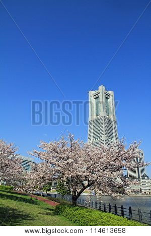 Yokohama Landmark Tower and the cherry blossoms in Japan