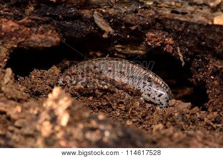 Viviparous lizard (Zootoca vivipara)  partially exposed during hibernation