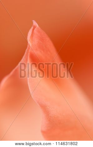 Glad Flower Fragment