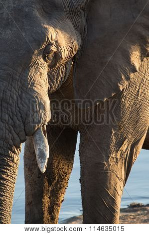 An old elephant bull walks along the side of a water hole