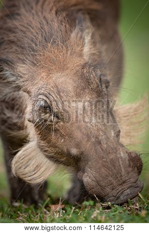 Warthog Grazing on grass in Hwange National Park