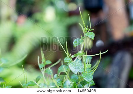 Vegetabe And Herb For Healthy Food Peperomia Pellucida, Shiny Leave