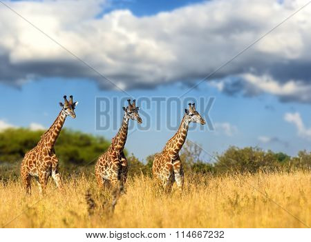Giraffe In National Park Of Kenya