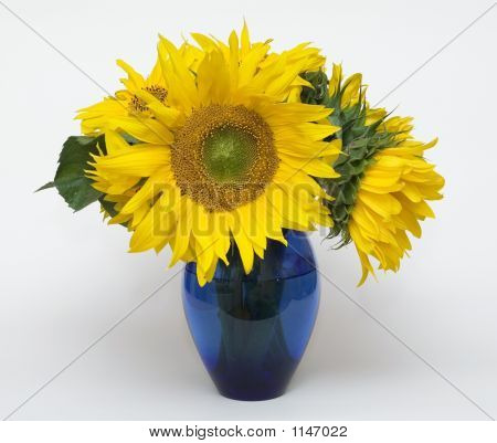 Girasoli
