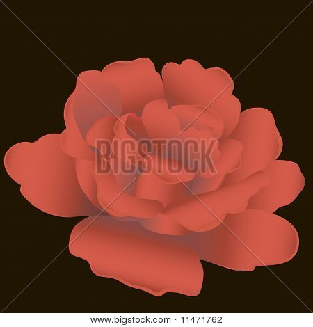 Belle Rose.