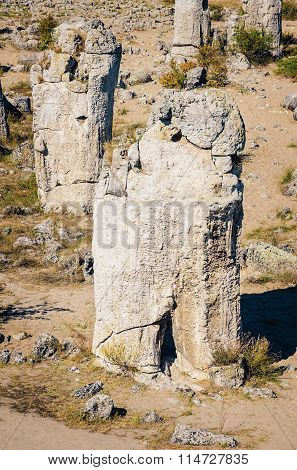 Stone Forest