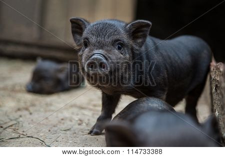 little piglets in a pigsty