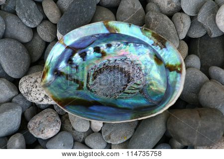 Paua Shell