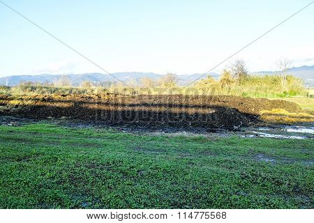Manure