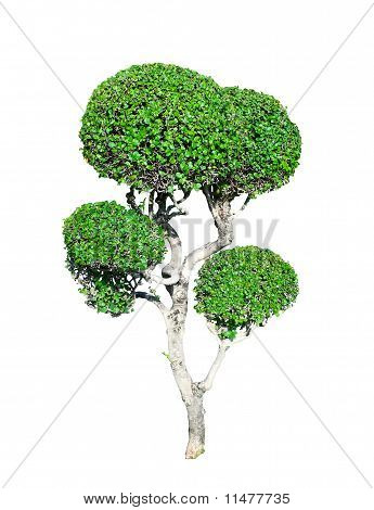 Árbol verde