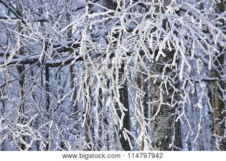 Winter Tree