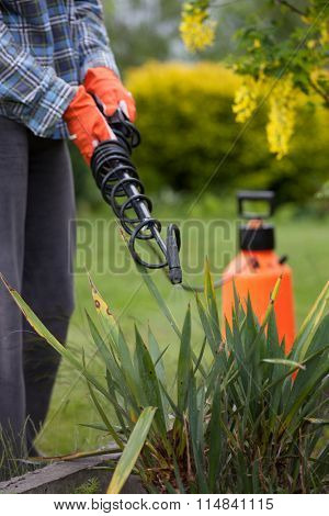Protecting yucca plant from fungal disease or vermin with pressure sprayer, gardening concept