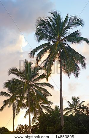 Tropical Palms at sunset on St Thomas Island Virgin Islands USA.