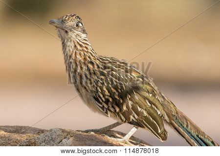 Greater Roadrunner