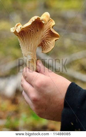 Chanterelle Mushroom