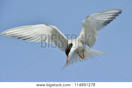Closeup Portrait of Common Tern (Sterna hirundo). Adult common tern in flight on the blue sky background
