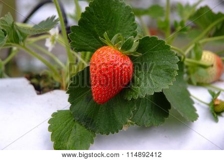 Fresh Strawberries In Blur Natural Green Field Background