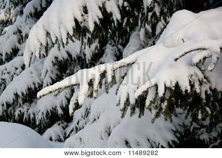 Die schneebedeckten Zweig der Fir