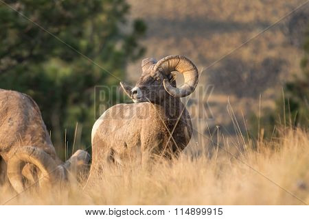 Bighorn Ram