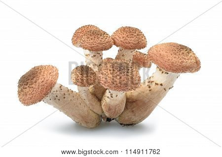 Stump Mushroom