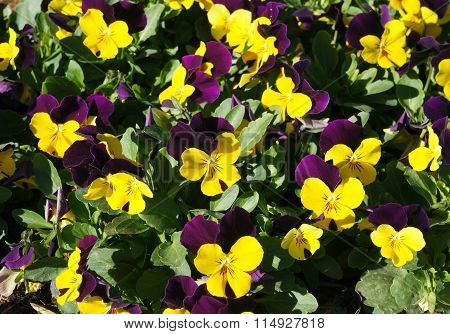 Viola tricolor flowers