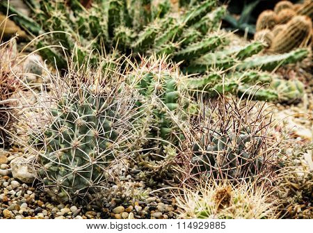 Various Cacti Mix, Gardening Theme