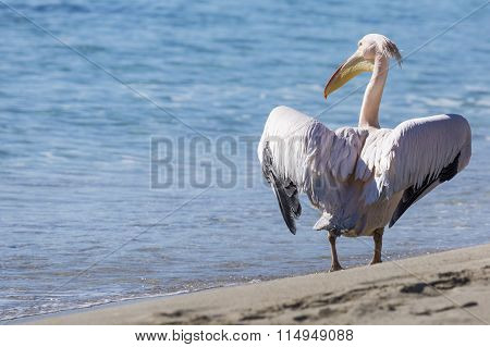 Pelican Close Up Portrait On The Beach In Cyprus.