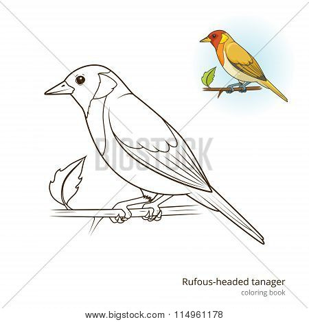 Rufous headed tanager color book vector