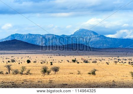 Tree In The Savannah Of Tsavo