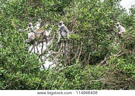 Tufted Grey Langurs In Yala, Sri Lanka