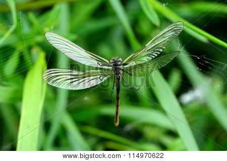 Banded demoiselle (Calopteryx splendens) female in spider's web
